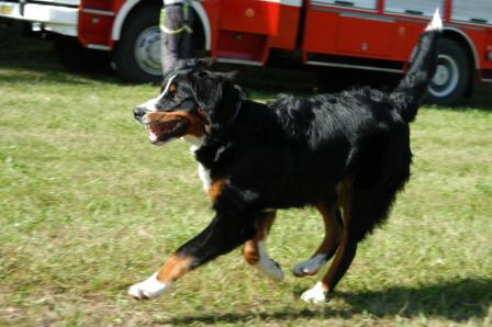 Stražkovice 2008 (39)